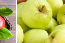 Ранние сорта яблони и их виды