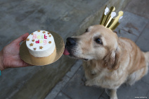 Торт для собак с доставкой и оплатой в удобное время для вашего питомца