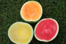 Секреты успешного выращивания вкусных арбузов: советы эксперта по выбору семян и правильному уходу за растениями