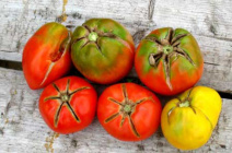 Растрескивание тепличных томатов: причины и способы устранения проблемы