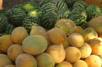 Как получить урожай арбуз и дынь в средней полосе России