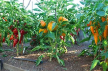 Выбор сорта перца для теплиц из поликарбоната