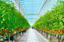 Секреты круглогодичной теплицы - зимой и летом урожай к обеду.