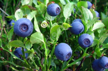 Черника обыкновенная: полезные свойства и применение