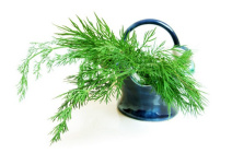 Укроп пахучий, или огородный: полезные свойства и применение