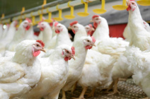 Пробиотики для кишечника бройлеров: важность и преимущества