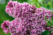 Как выращивать сирень: советы и рекомендации